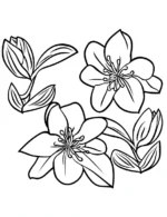 Appealing Hibiscus Flowers With Leaves Flower Coloring Page By Mindset Flow