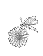 Bee On Daisy Flower Coloring Page By Mindset Flow