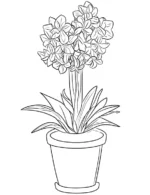 Blooming Hyacinths in Flowerpot Coloring Page