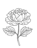 Blooming Peony Flower with Leaves Coloring Page