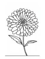 Delightful Chrysanthemum Flower Coloring Page By Mindset Flow