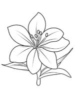 Elegant Lily Flower Bloom Flower Coloring Page By Mindset Flow
