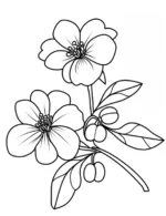 Hawthorn Blossom with Leaves and Berries Coloring Page