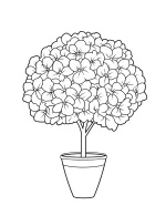Potted Flower Tree with Fluffy Rounded Blossoms Coloring Page