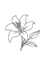 Single Lily Flower Printable Coloring Page